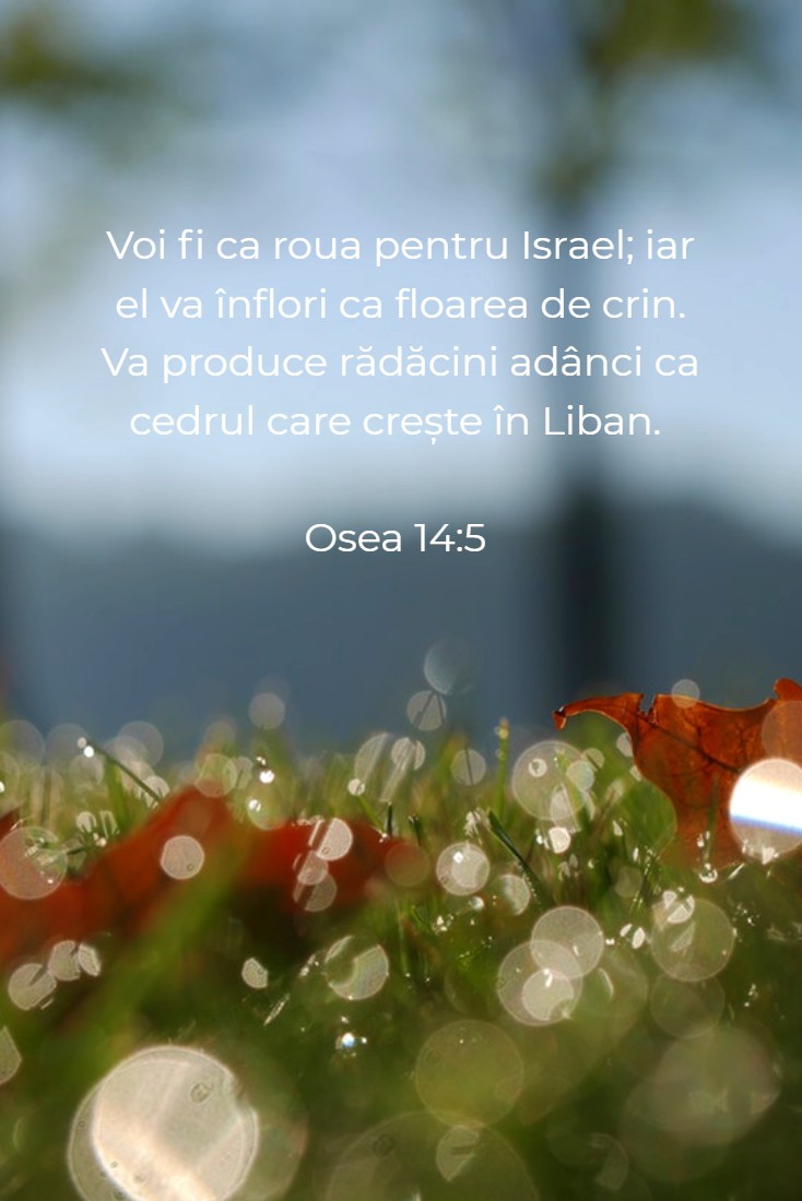 Voi fi ca roua pentru Israel; iar el va înflori ca floarea de crin. Va produce rădăcini adânci ca cedrul care crește în Liban. Osea 14:5 