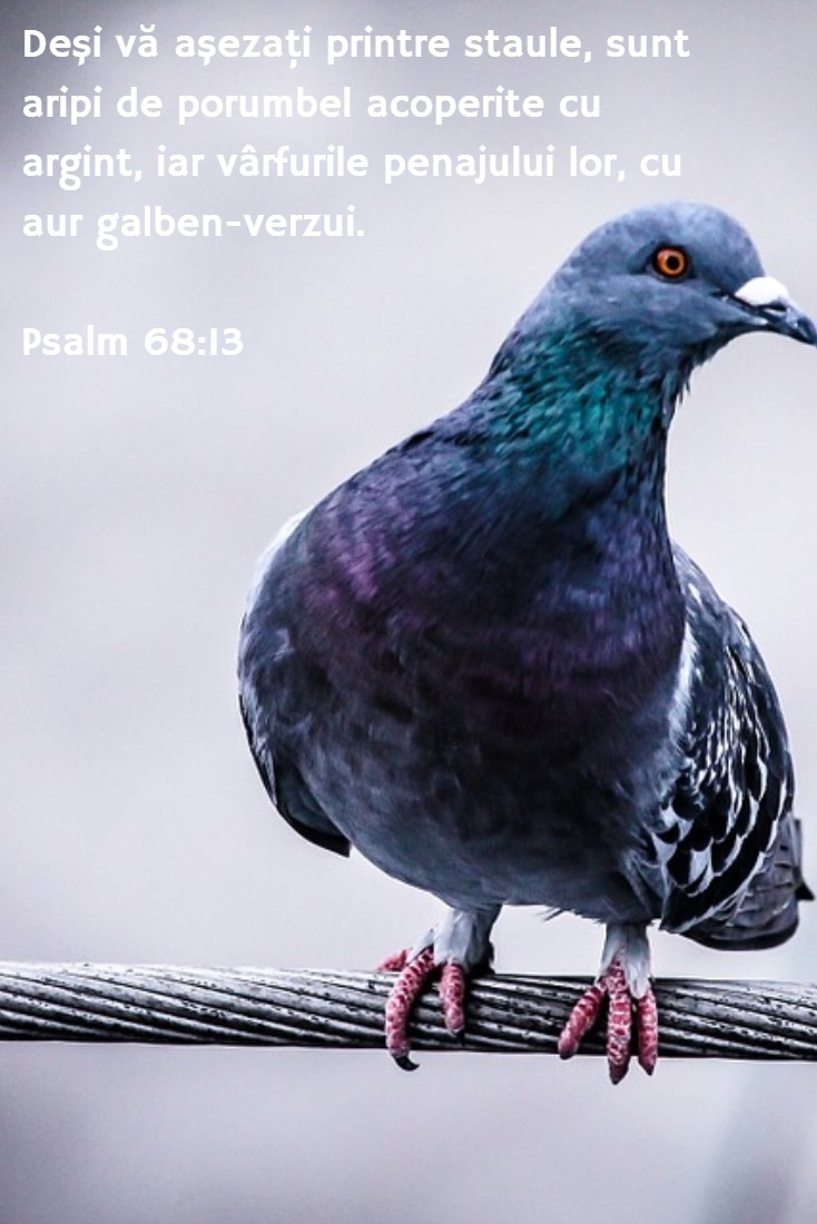 Deşi vă aşezaţi printre staule, sunt aripi de porumbel acoperite cu argint, iar vârfurile penajului lor, cu aur galben-verzui. Psalm 68:13