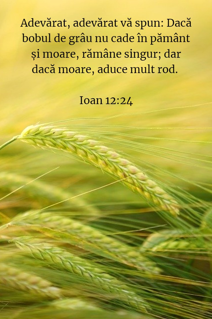 Adevărat, adevărat vă spun: Dacă bobul de grâu nu cade în pământ și moare, rămâne singur; dar dacă moare, aduce mult rod. Ioan 12:24