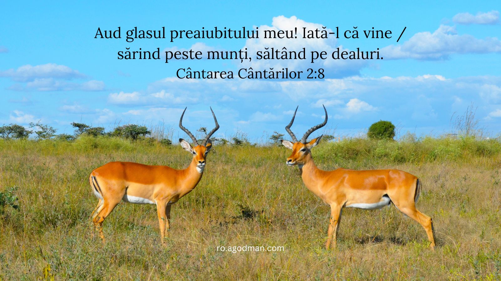 Aud glasul preaiubitului meu! Iată-l că vine / sărind peste munți, săltând pe dealuri. Cântarea Cântărilor 2:8