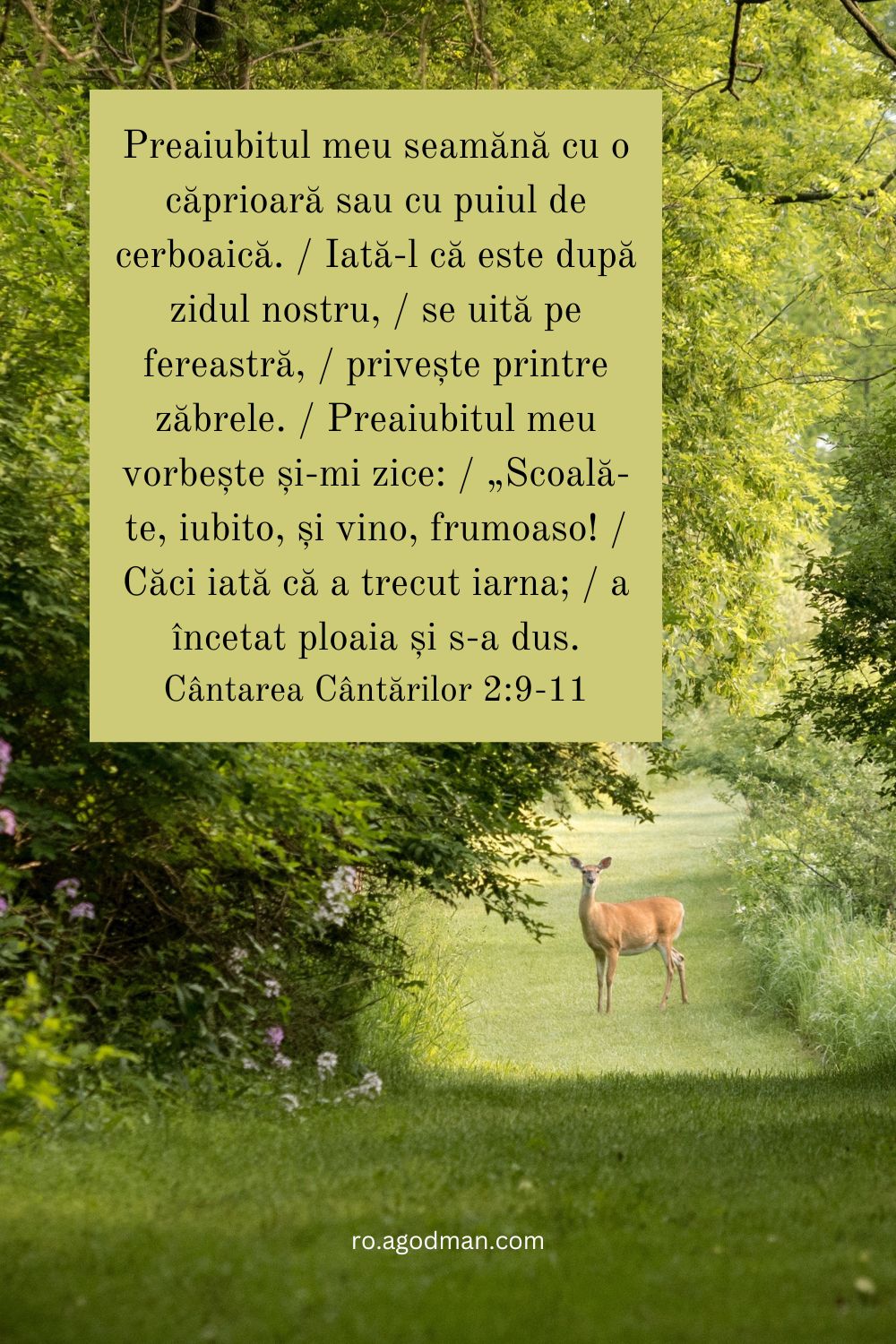 Preaiubitul meu seamănă cu o căprioară sau cu puiul de cerboaică. / Iată-l că este după zidul nostru, / se uită pe fereastră, / privește printre zăbrele. / Preaiubitul meu vorbește și-mi zice: / „Scoală-te, iubito, și vino, frumoaso! / Căci iată că a trecut iarna; / a încetat ploaia și s-a dus. Cântarea Cântărilor 2:9-11